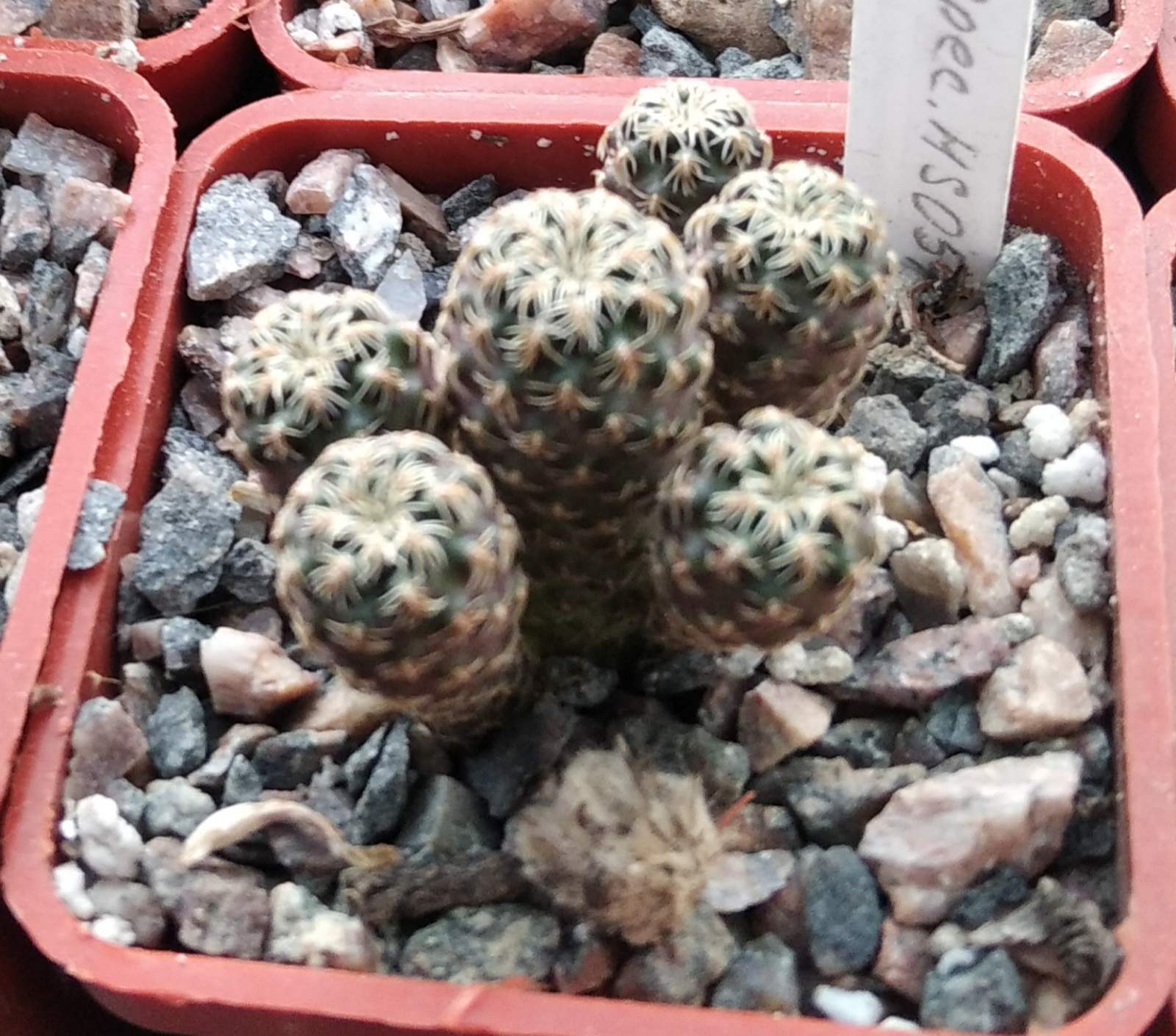 Sulcorebutia spec. HS057 -cube-5cm-