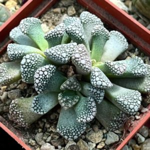titanopsis calcarea