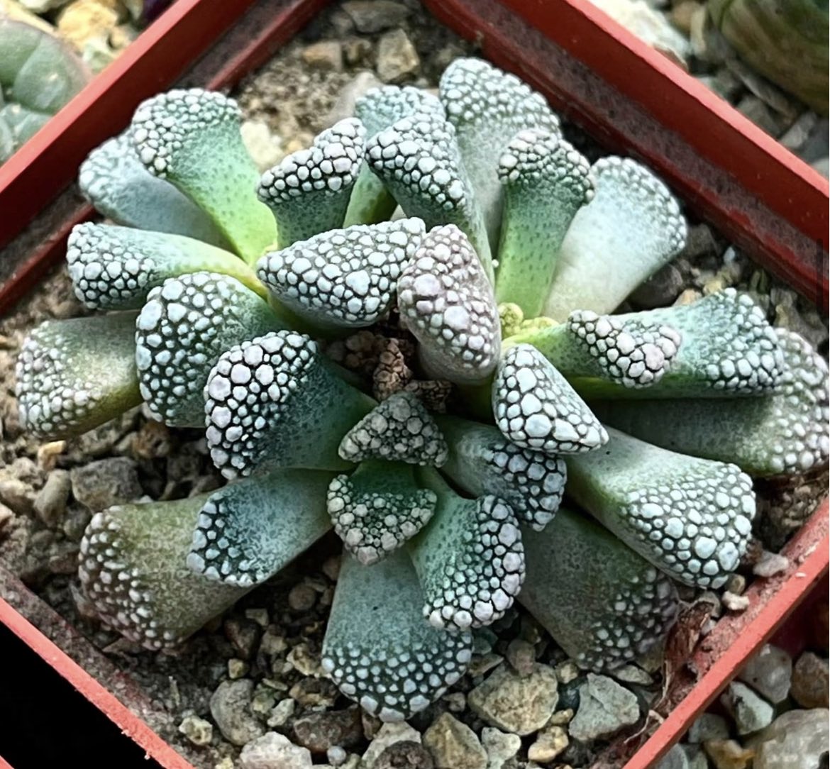 titanopsis calcarea