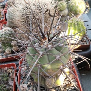 Gymnocalycium armatum VS579 -cube-8cm- щепа на потужний Тріхоцереус-