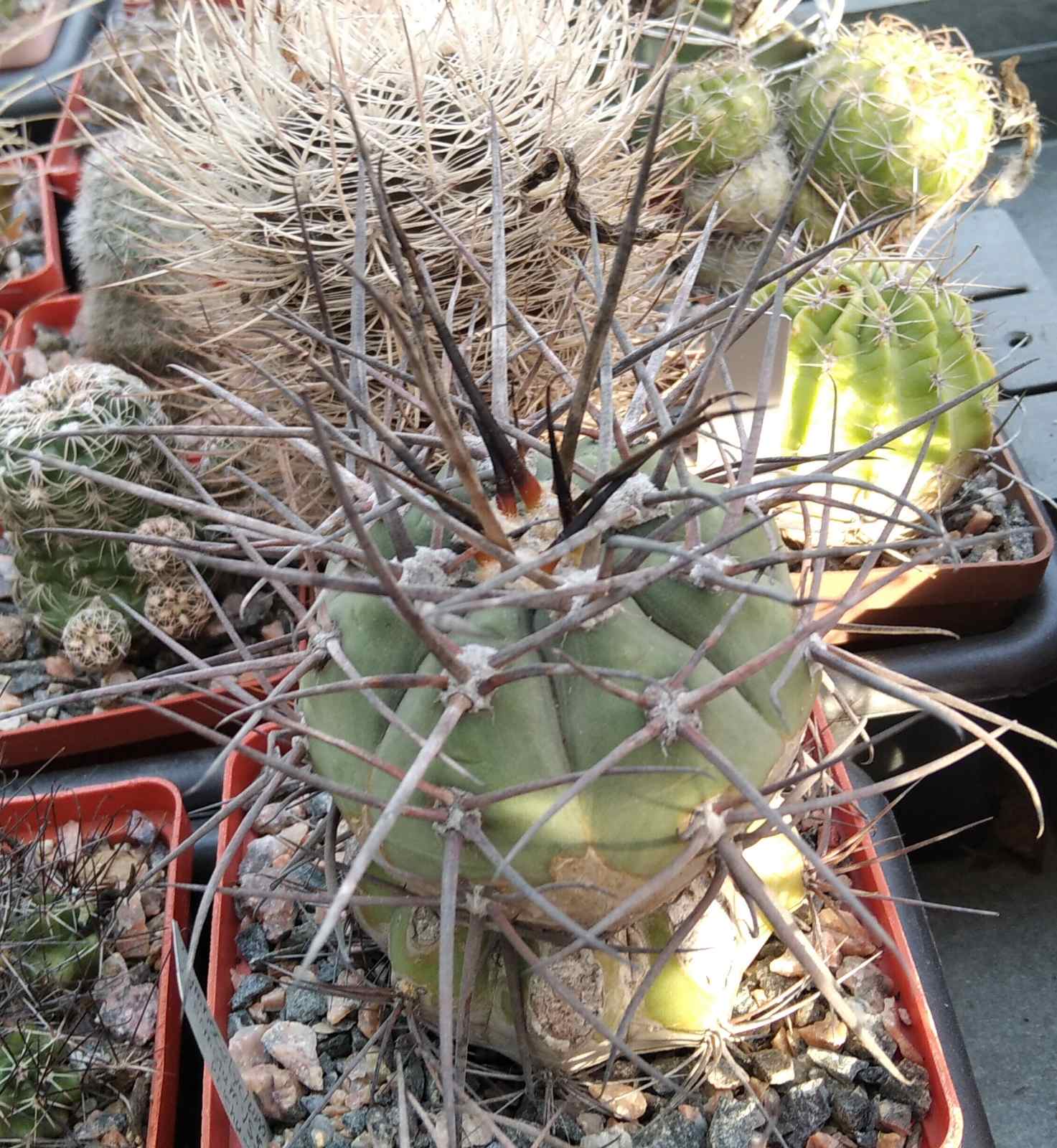 Gymnocalycium armatum VS579 -cube-8cm- щепа на потужний Тріхоцереус-