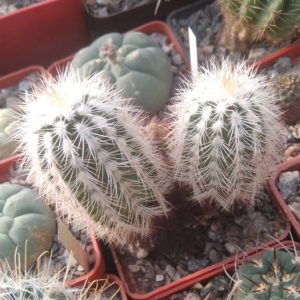 Echinocereus reichenbachii v. albispinus -двійня-cube-7cm-