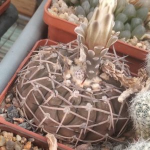 Gymnocalycium bodenbenderianum -cube-7cm-біля 15років-