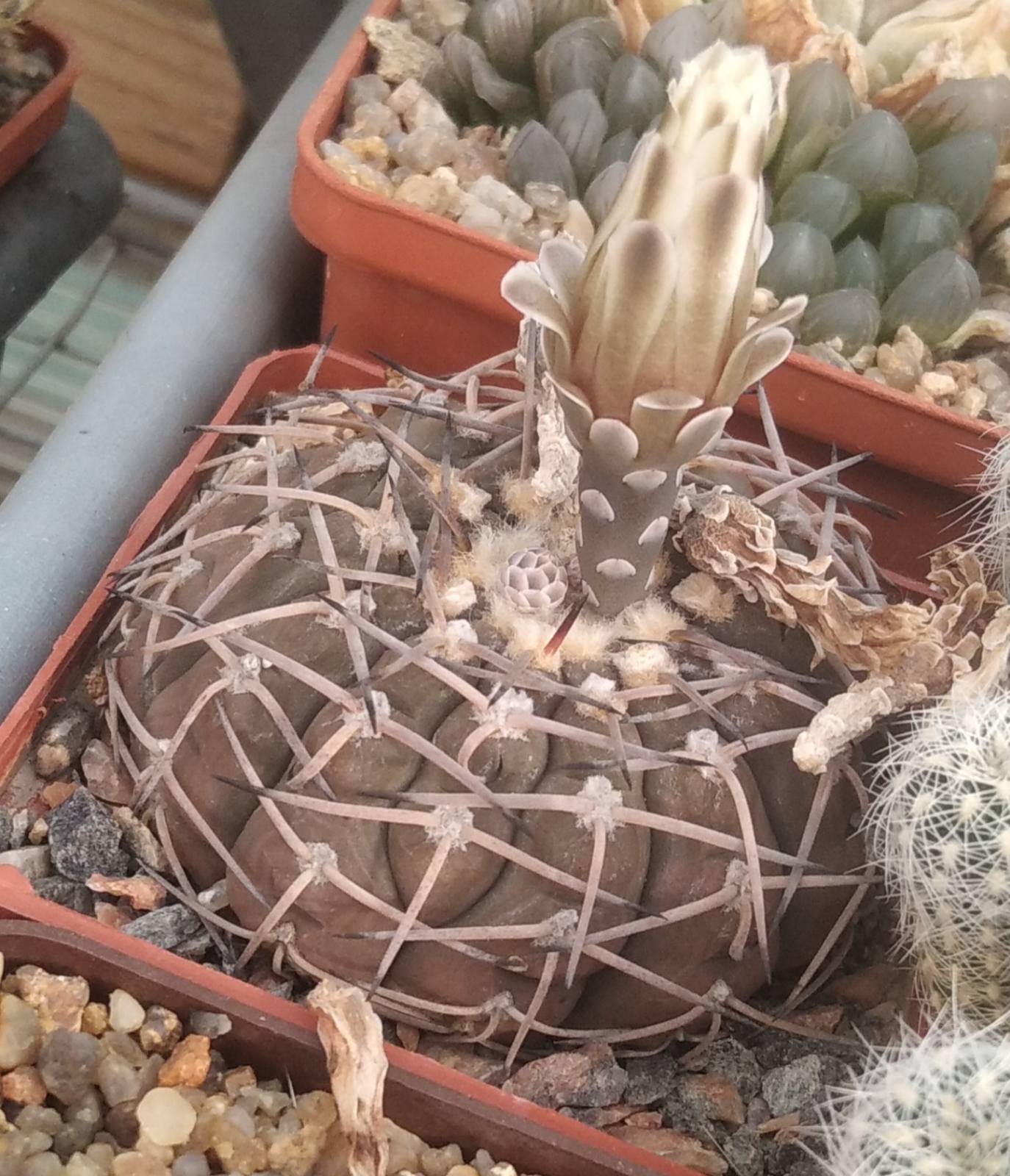 Gymnocalycium bodenbenderianum -cube-7cm-біля 15років-
