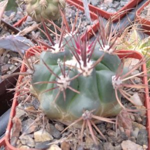 Ferocactus fordii DJF8 -cube-7cm-