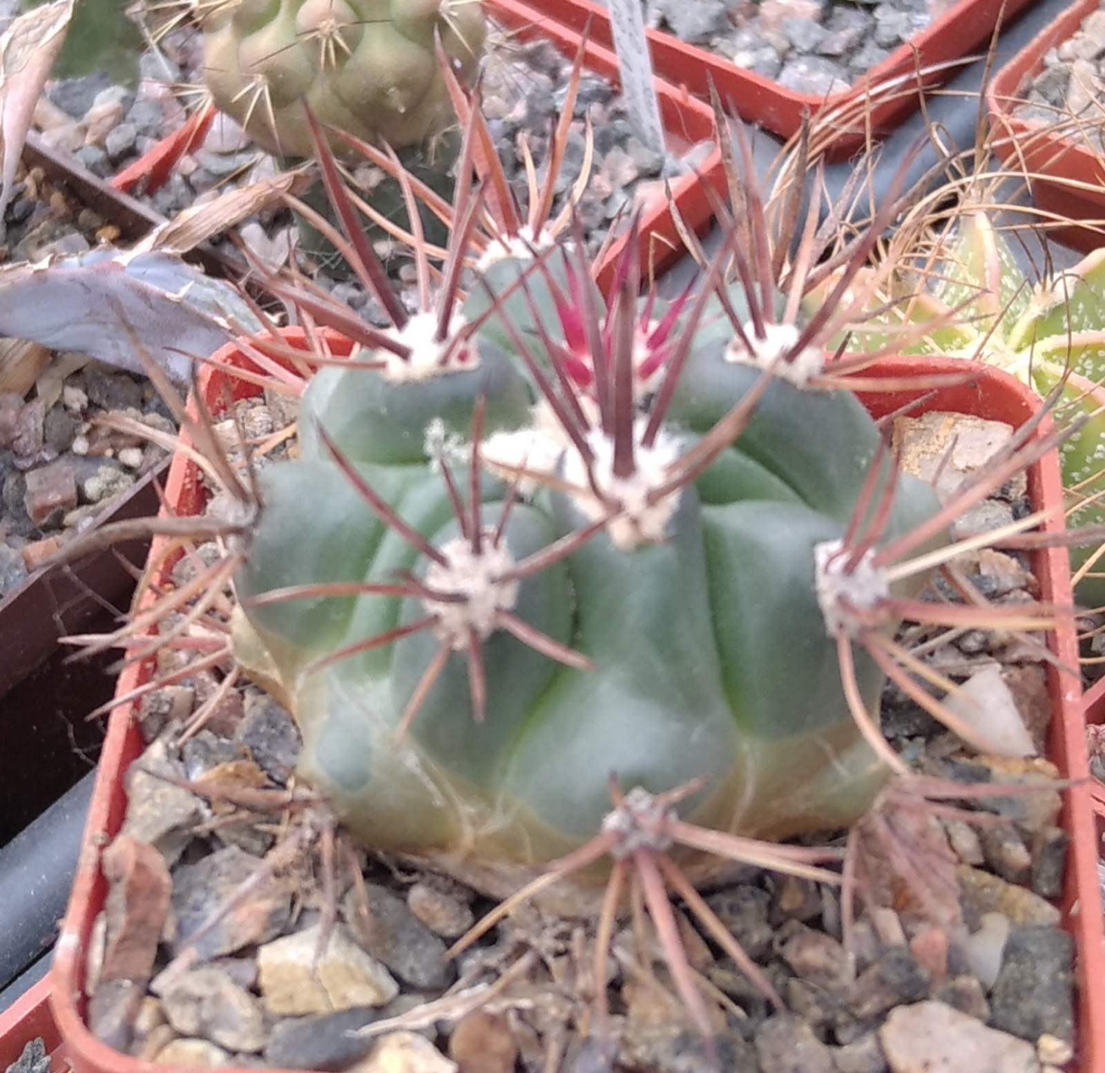 Ferocactus fordii DJF8 -cube-7cm-