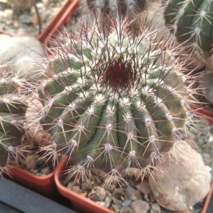 Uebelmania pseudopectinifera -коренева шийка -юсберт- сube-6cm-