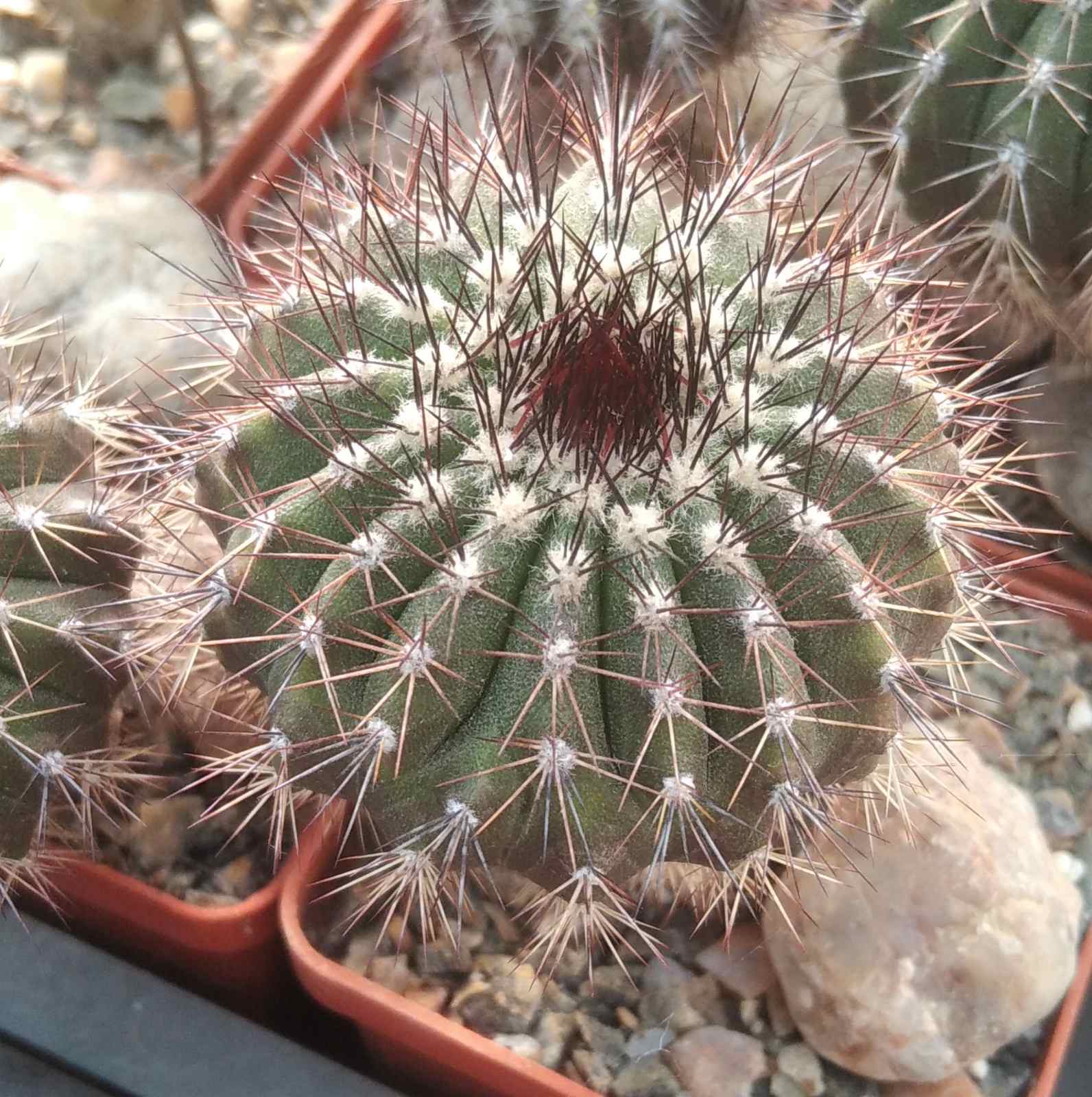 Uebelmania pseudopectinifera -коренева шийка -юсберт- сube-6cm-