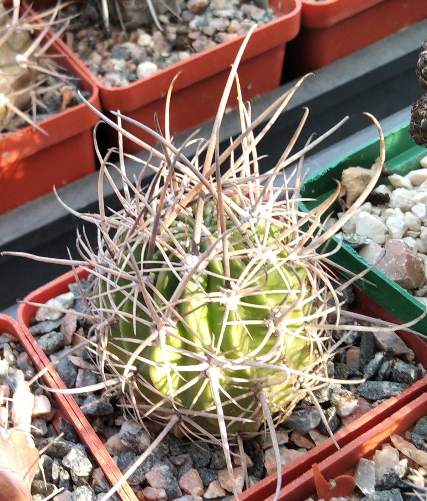 Lobivia ferox v. longispina -cube-6cm-