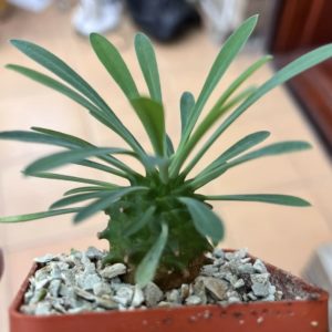 euphorbia juglans