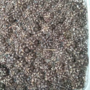 Gymnocalycium riojense cv."Violet Body" -сіянці-