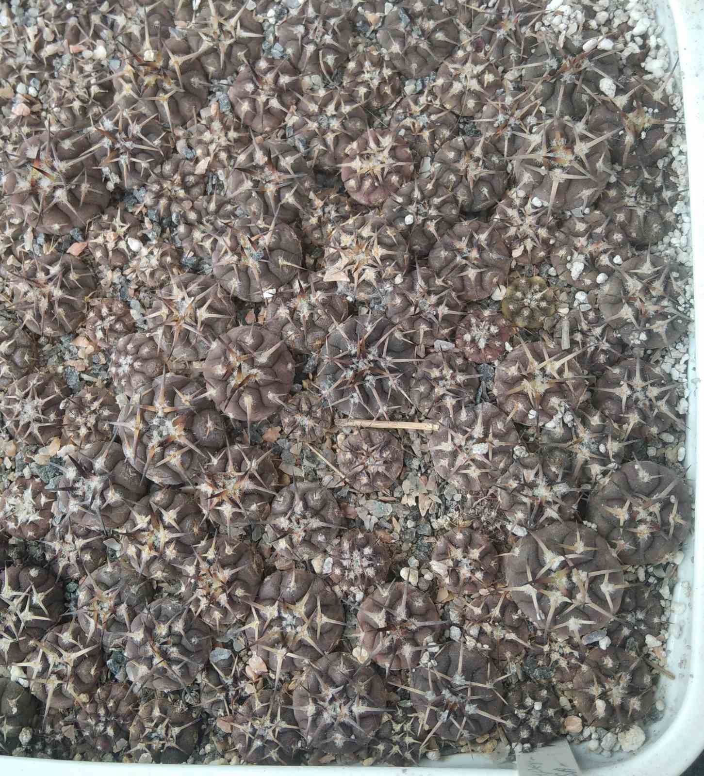 Gymnocalycium riojense cv."Violet Body" -сіянці-