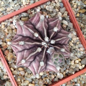 Gymnocalycium friedrichii -cube-6cm-