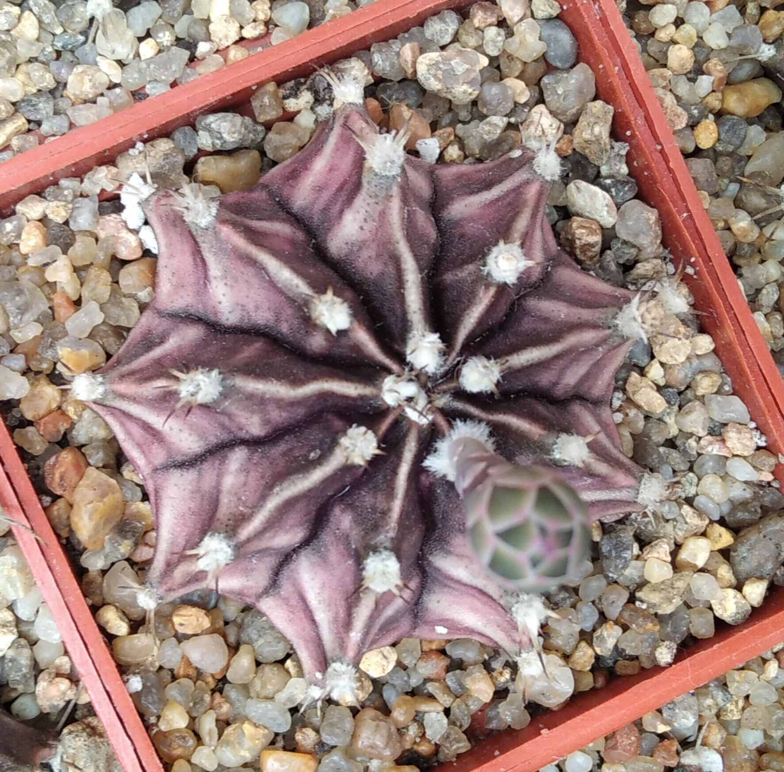 Gymnocalycium friedrichii -cube-6cm-