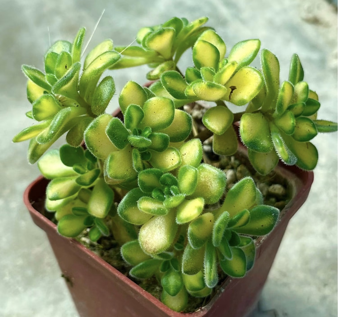 aeonium mini variegata