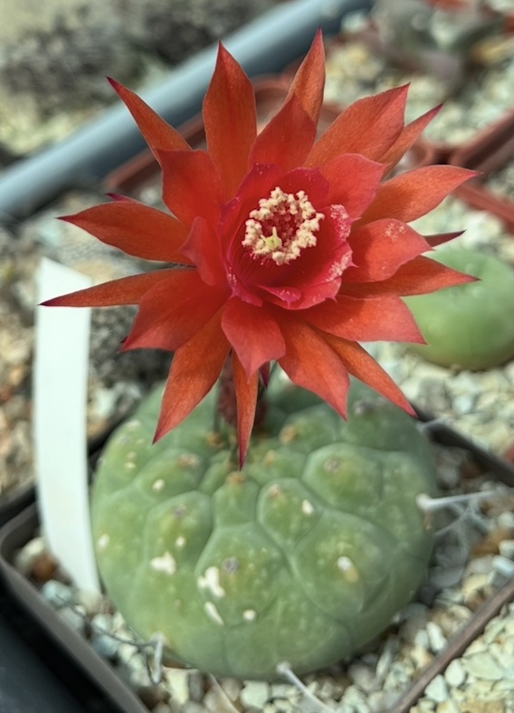 970.638 MG matucana madisoniorum	 куб 8 см