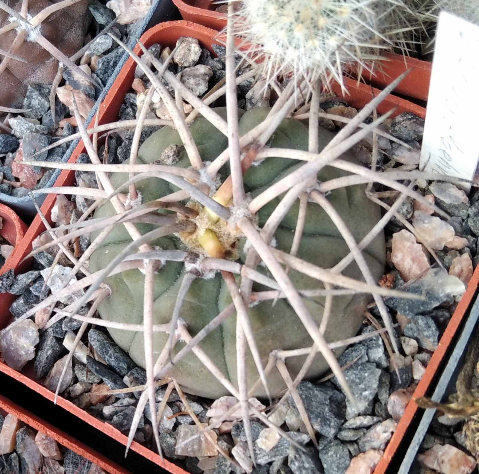 Gymn. cardenasianum - cube-6cm-