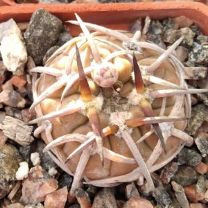 Gymnocalycium asterium -super spines-seeds-насіння-