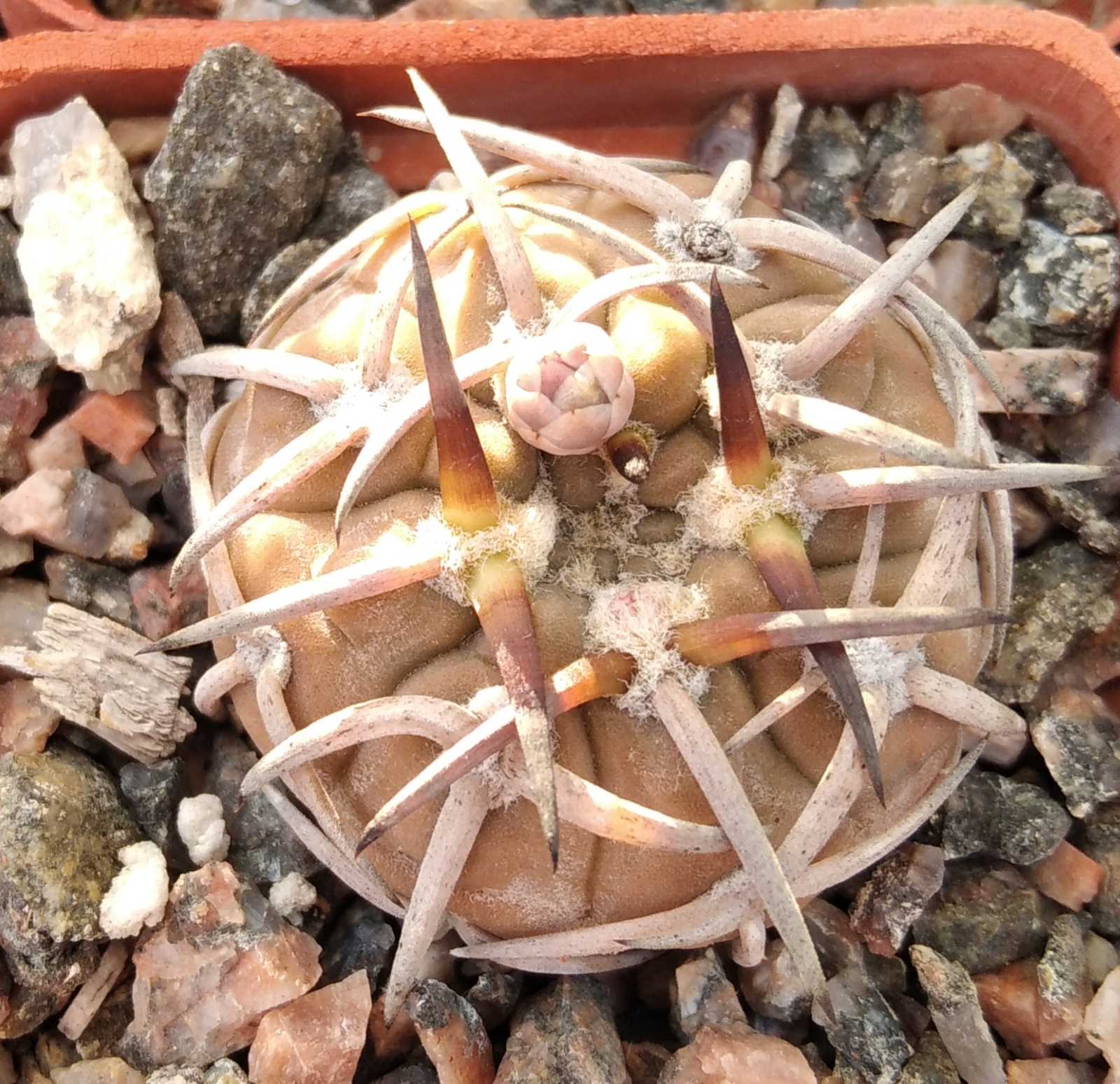 Gymnocalycium asterium -super spines-seeds-насіння-