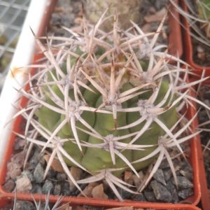 Gymnocalycium ferocior -cube-7cm-