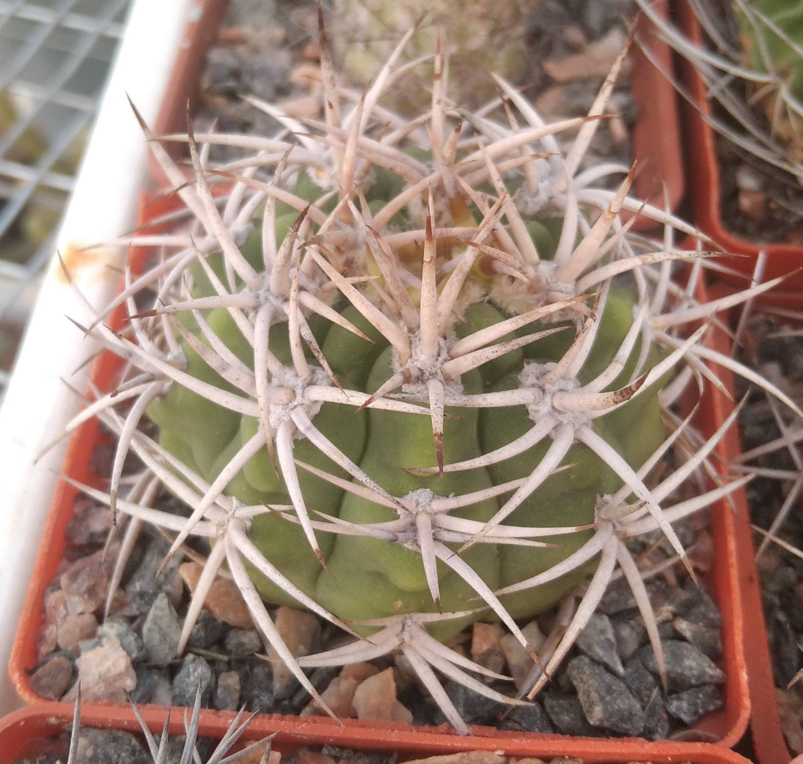 Gymnocalycium ferocior -cube-7cm-