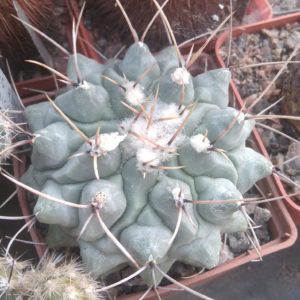 Thelocactus rinconensis SB301 -cube-9cm- колекційний-