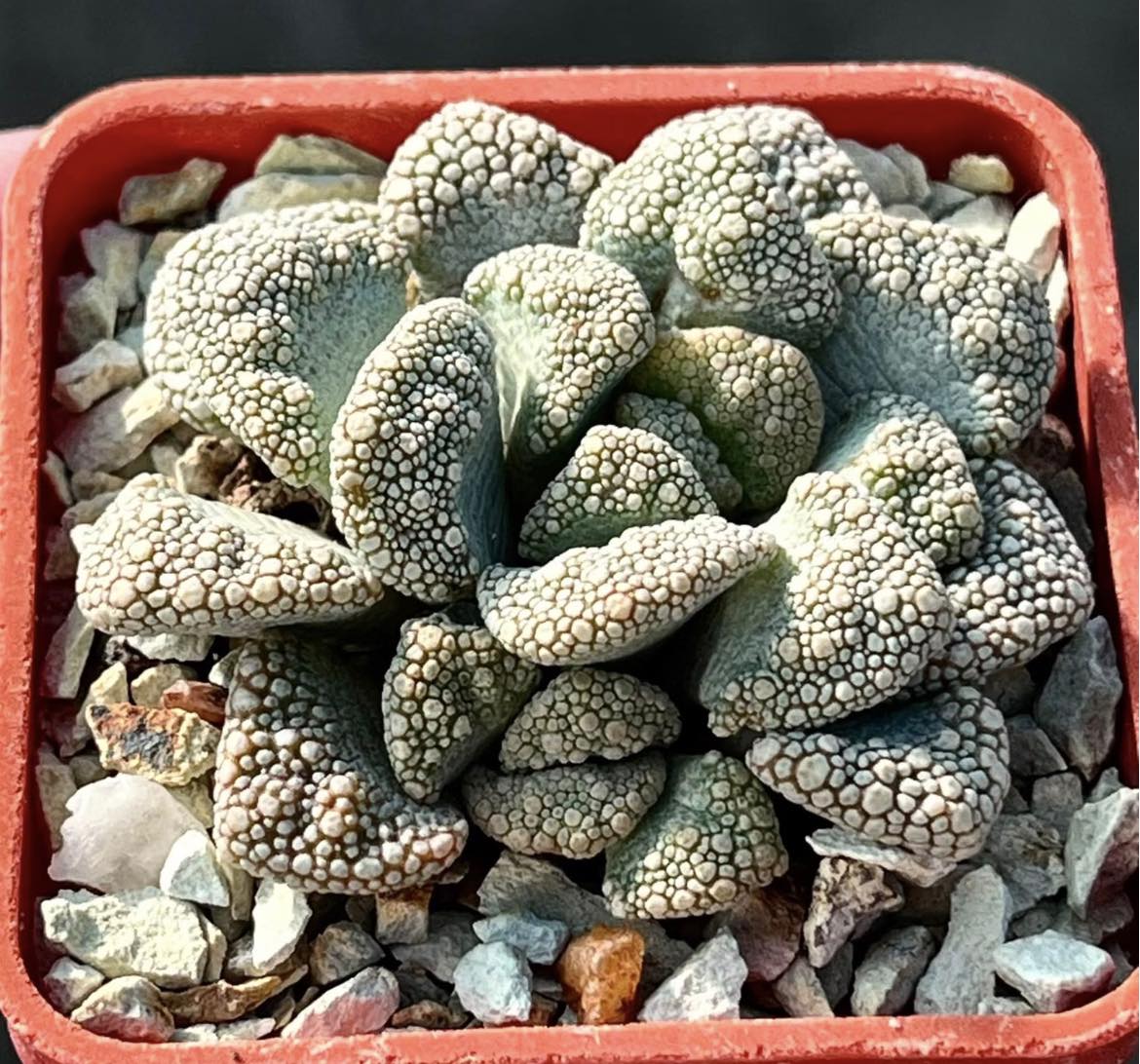 titanopsis calcarea