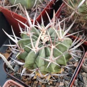 EFC coptonogonus -cube-7cm- collection-