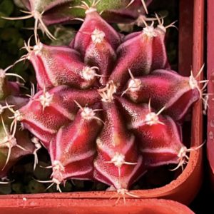 gymnocalycium damsii variegata