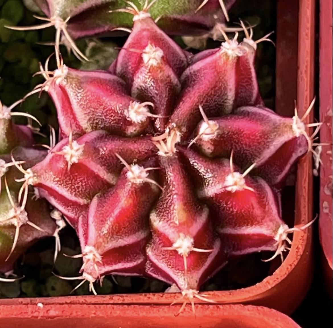 gymnocalycium damsii variegata