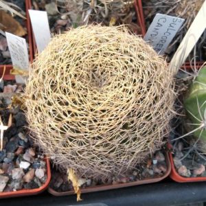 Sulcorebutia candiae -cube-7cm- біля 15 років -