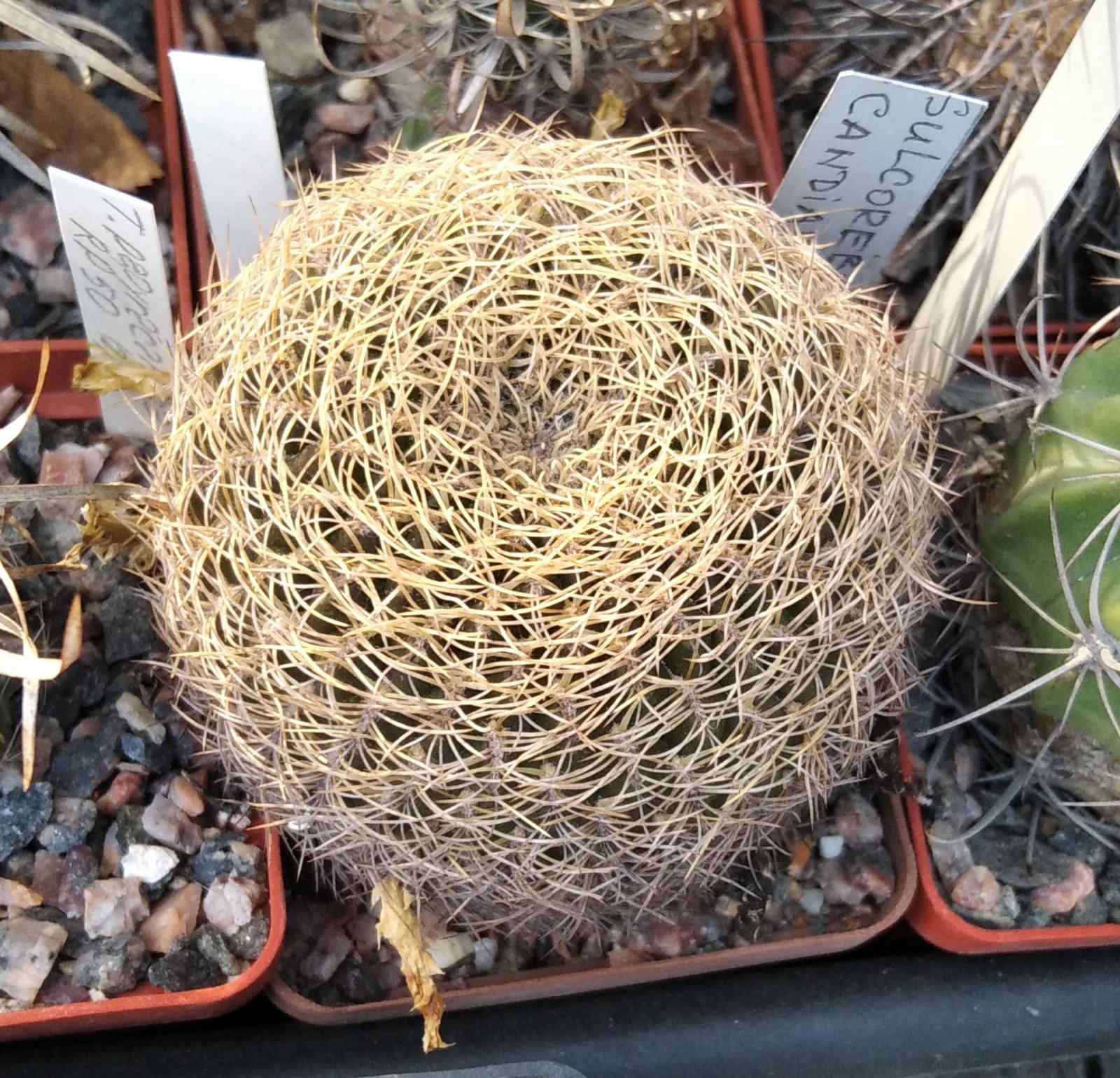 Sulcorebutia candiae -cube-7cm- біля 15 років -