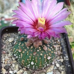 astrophytum asterias rote blüte gold