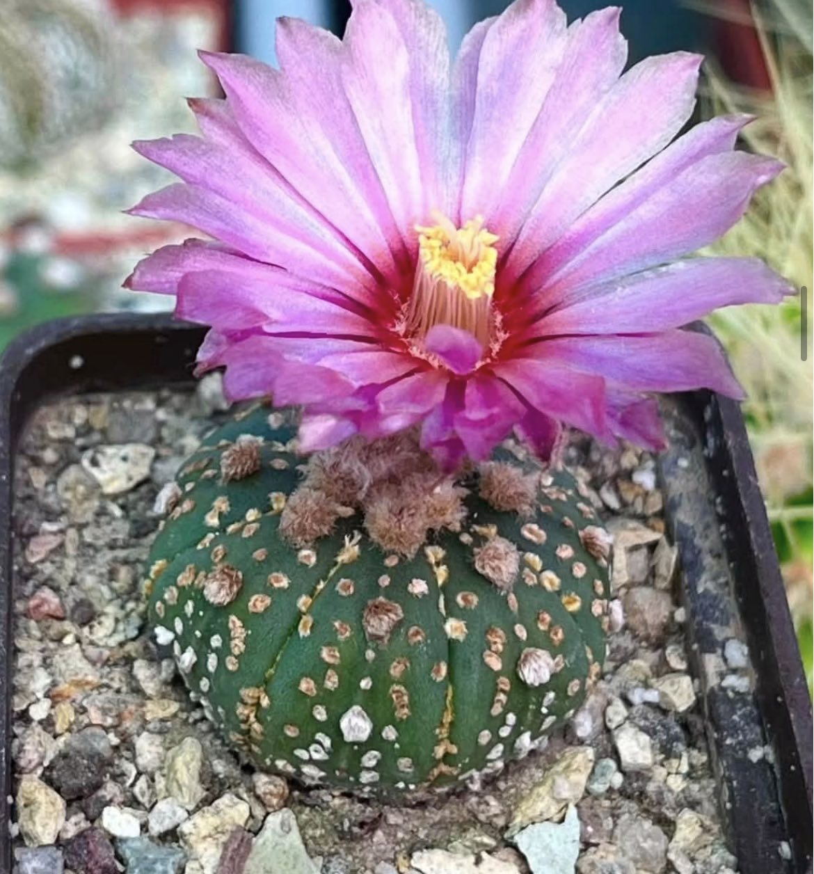 astrophytum asterias rote blüte gold