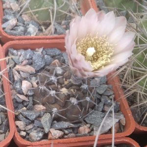 Gymnocalycium spec. -cube-5cm- повільноростуча мініатюра-