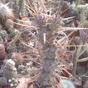 Tephrocactus art. v. papyracanthus -cube-5cm-