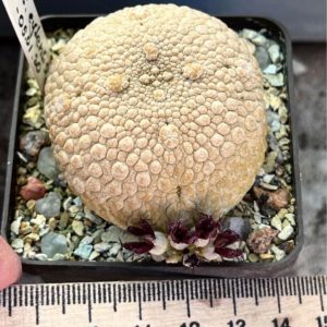 pseudolithos eylensis