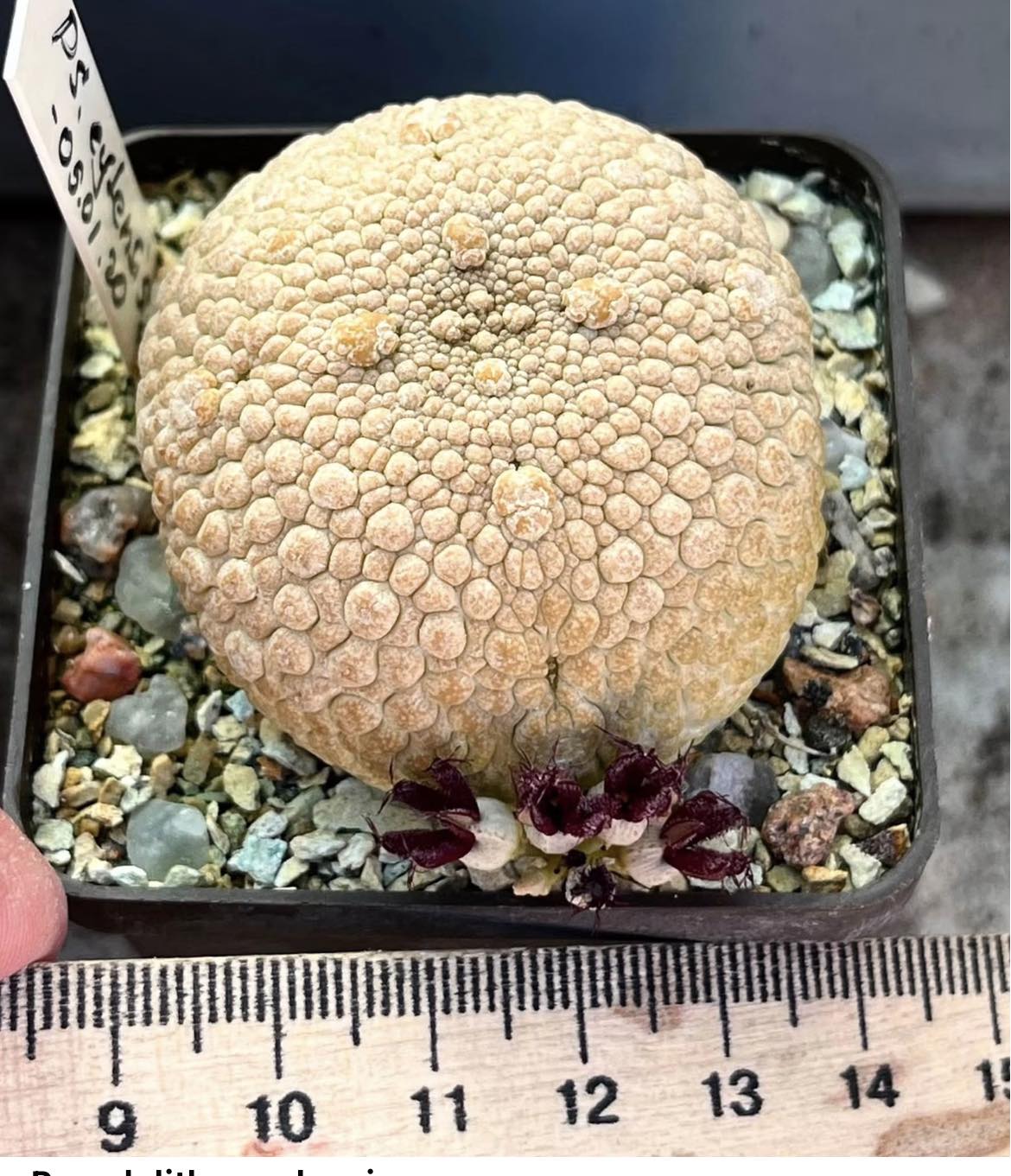 pseudolithos eylensis