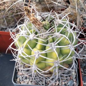 Gymnocalycium mostii -cube-8m-