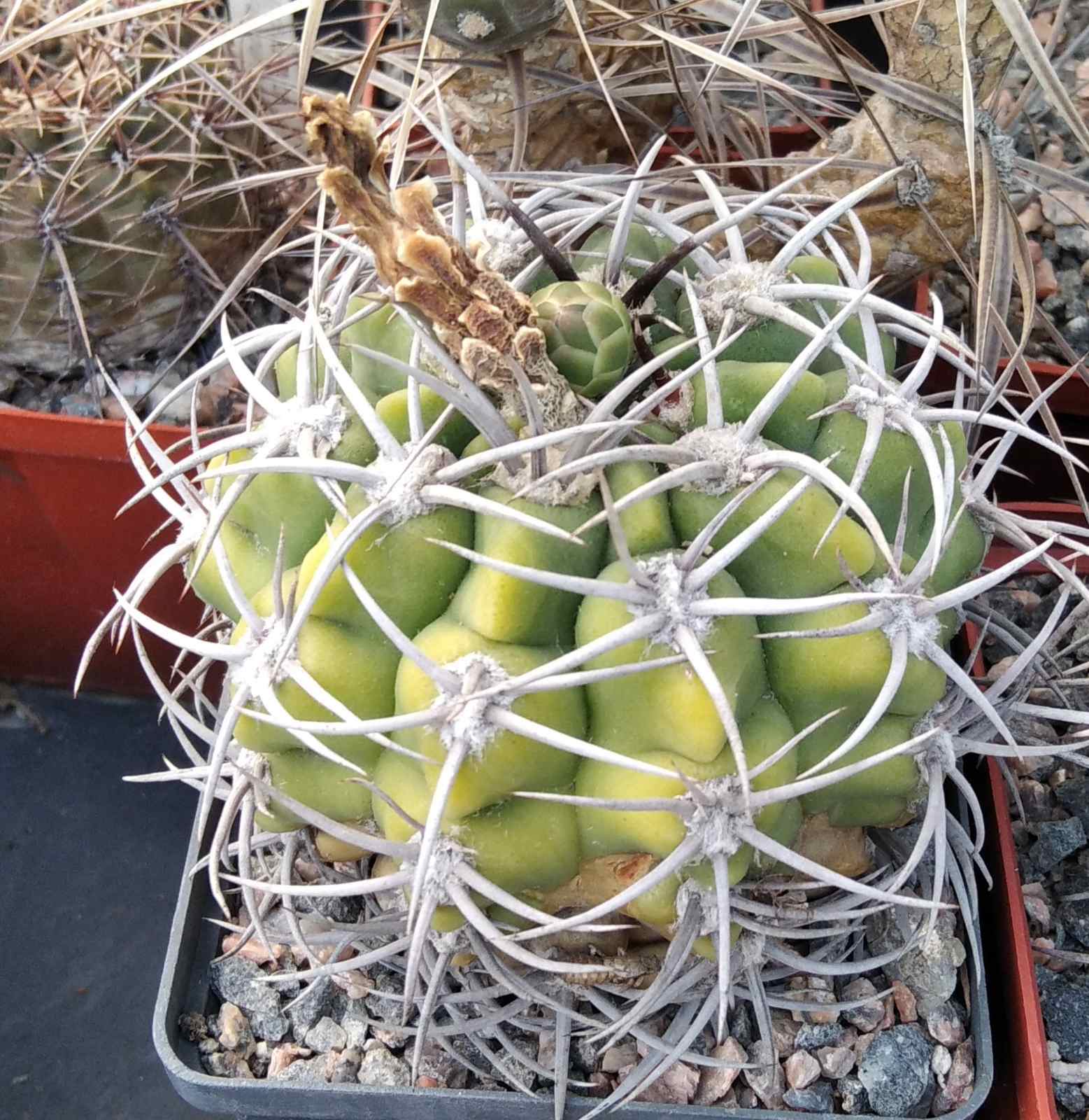 Gymnocalycium mostii -cube-8m-