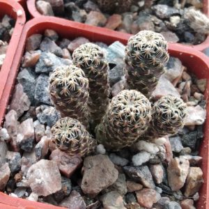 Sulcorebutia spec. HS057 -cube-5cm-