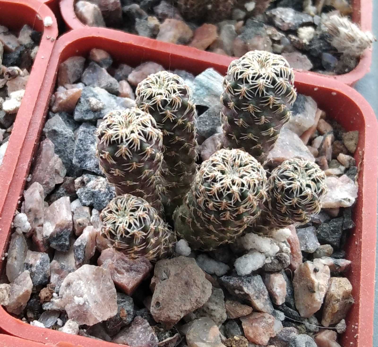 Sulcorebutia spec. HS057 -cube-5cm-