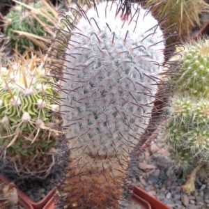 Mammillaria perezdelarosae -cube-6cm- 10+years-