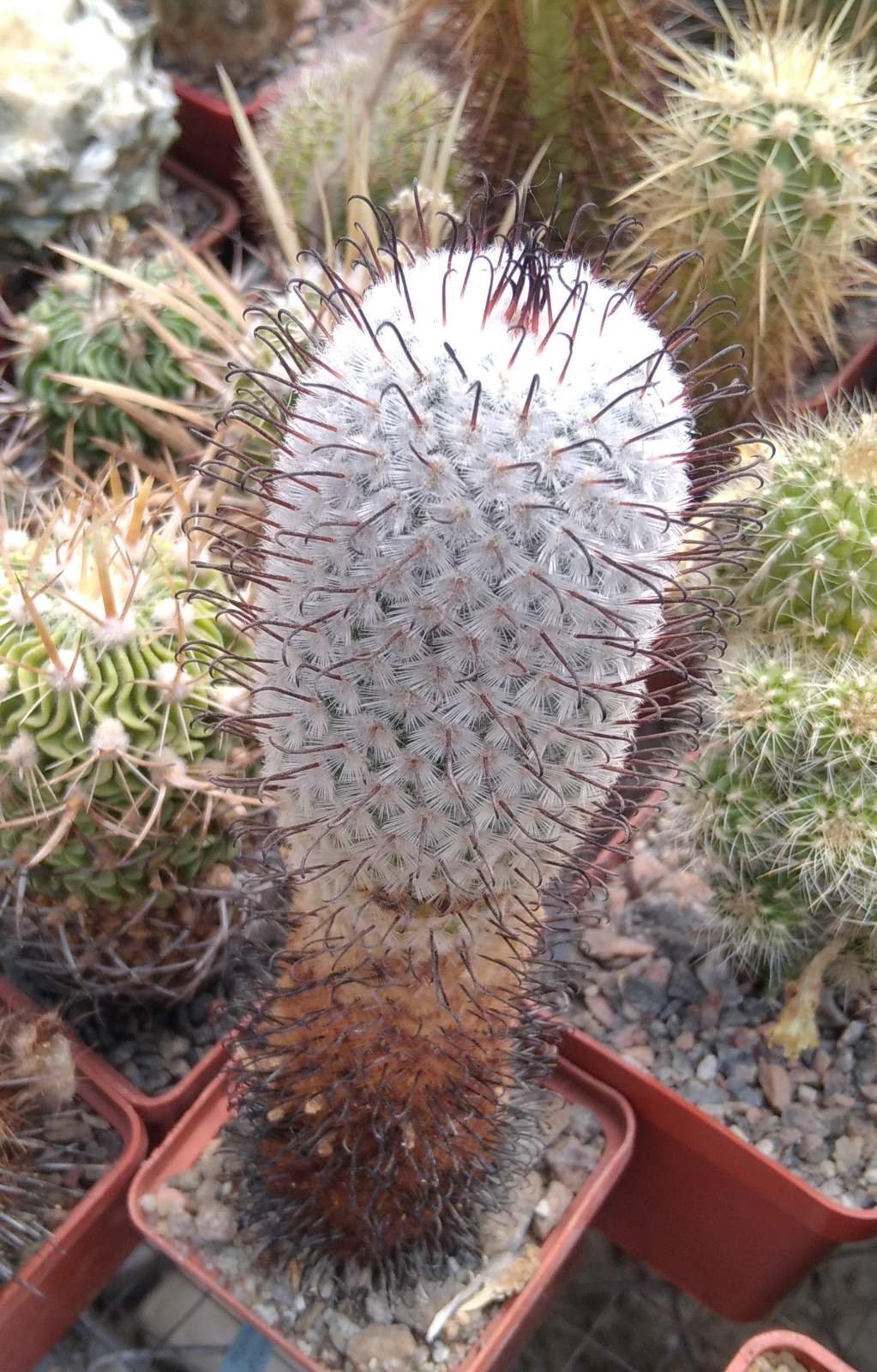 Mammillaria perezdelarosae -cube-6cm- 10+years-