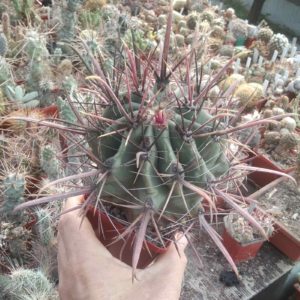 Ferocactus californicus -rare!- cube-8cm-