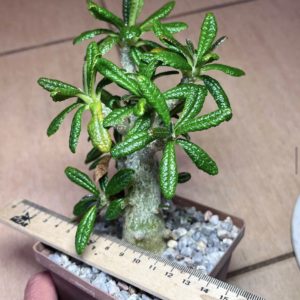 dorstenia gigas