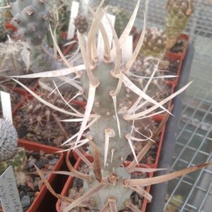 Tephrocactus art. v. papyracanthus -cube-6cm-