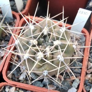 Gymn. gibbosum v. ferox JPR0047-105 -cube-5cm-