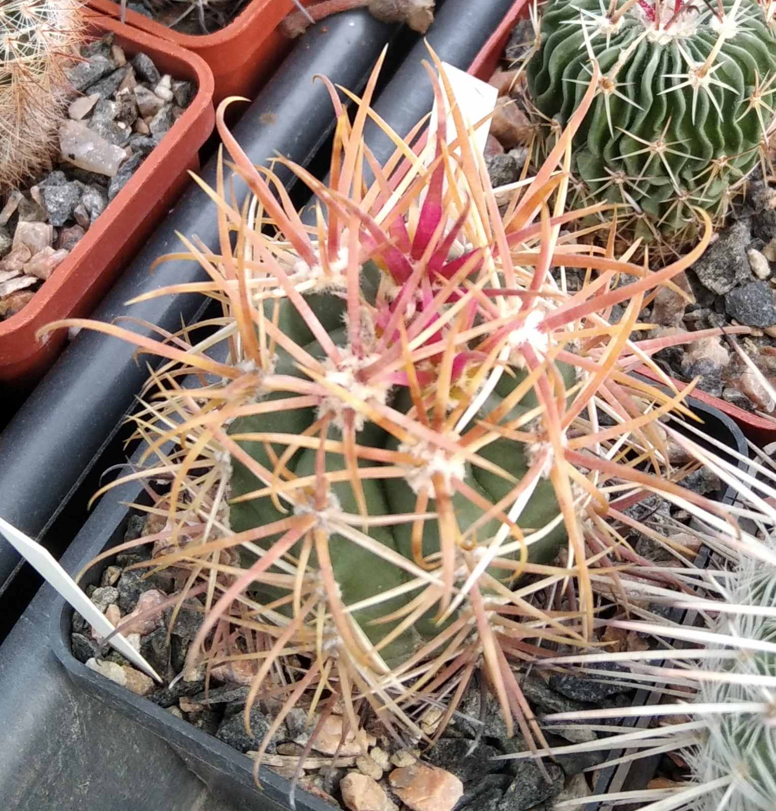 Ferocactus  chryzacanthus v. rubrispinus -Piltz- cube-6cm- rare-