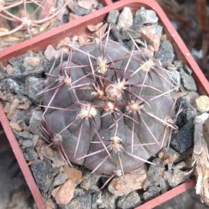 Gymnocalycium gaponii v. nova RER289 -cube-5cm-